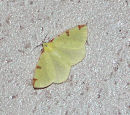 gelbspanner-opisthograptis-luteolata-10314.jpeg