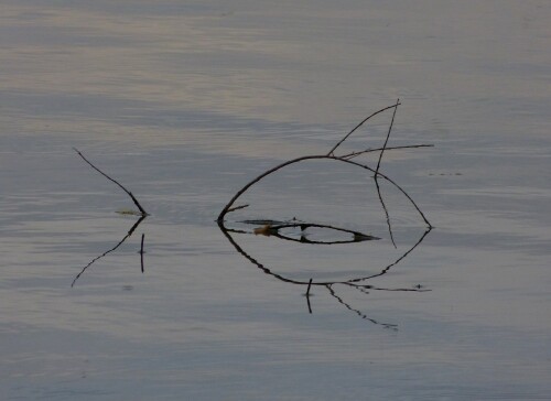 altmuhlsee-fisch-10386.jpeg