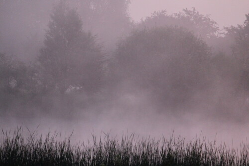 die-nebel-vom-erlensee-10639.jpeg