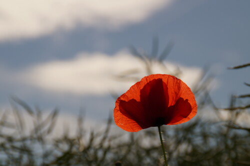 klatschmohn-10741.jpeg