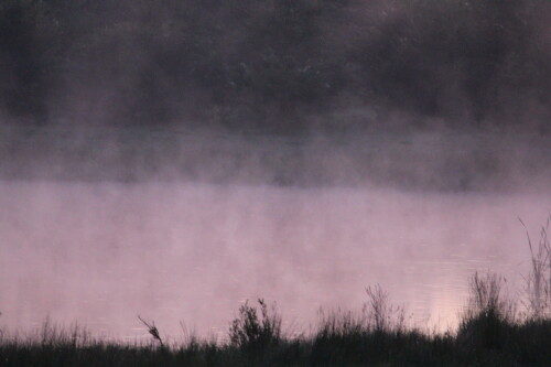 morgennebel-10621.jpeg