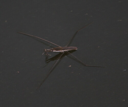 teichlaufer-gerris-spec-10622.jpeg