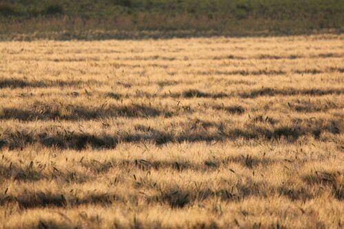 kornfeld-im-licht-der-morgensonne-10627.jpeg