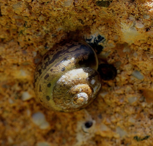 strauchschnecke-fruticicola-fraticum-10784.jpeg