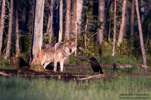 wolf-in-finnland-110576dae5f0a806aa77a.jpeg