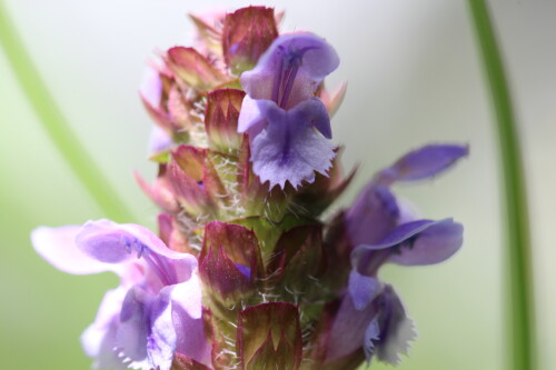kleine-braunelle-prunella-vulgaris-11053.jpeg