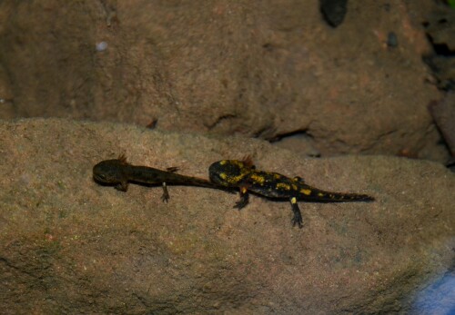 junge-feuersalamander-im-seltenbach-11111.jpeg
