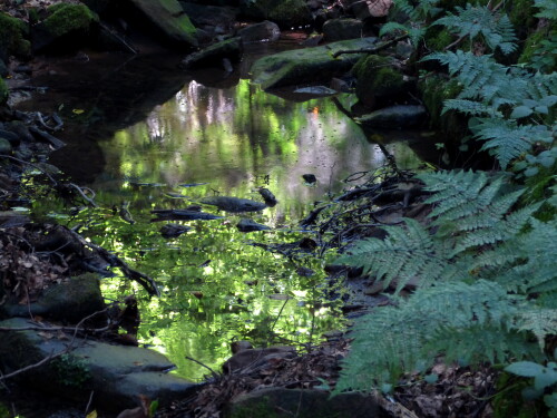 ruhezone-im-seltenbach-mit-bachlaufern-11136.jpeg