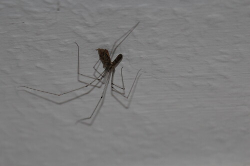mahlzeit-zitterspinne-pholcus--11247.jpeg