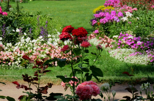 sommerliche-blumenpracht-11454.jpeg