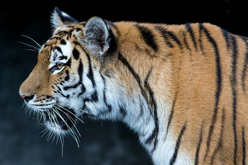 tiger-im-tierpark-hagenbeck-portrat-15056.jpeg