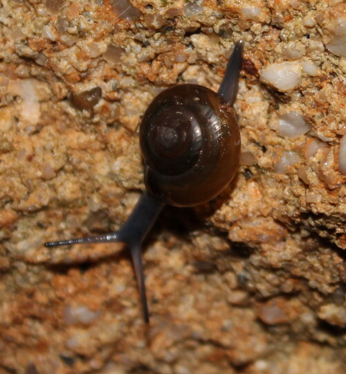 rotliche-wachsschnecke-aegopinella-nitidula-11605.jpeg