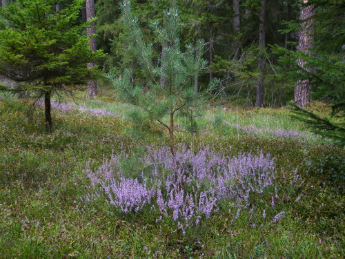 heidekrautblute-im-kiefernwald-11535.jpeg
