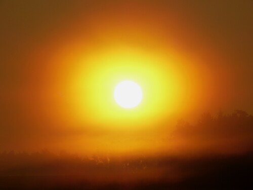 nebelsonnenaufgang-11735.jpeg
