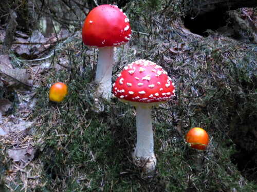 fliegenpilze-11812.jpeg