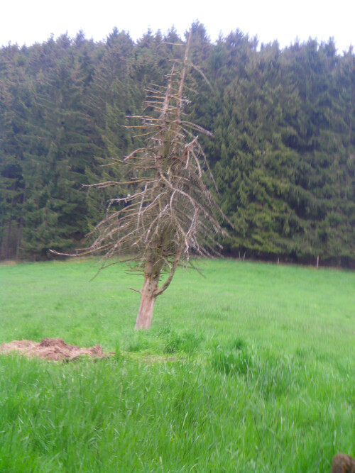 durre-fichte-picea-abies-a-die-11867.jpeg