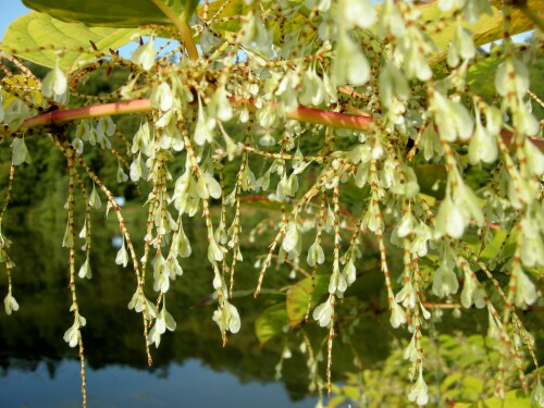 am-wasser-15408.jpeg