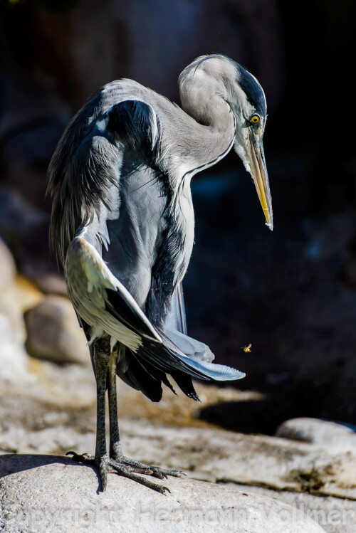 auch-vogel-sonnen-sich-12131643ad0825b4906aa.jpeg
