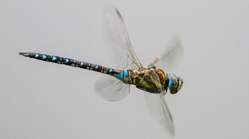 fliegende-schonheit-13811a84e68d4c882a004.jpeg