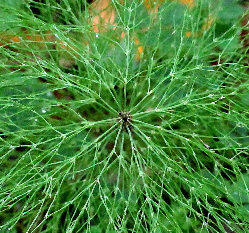 wald-schachtelhalm-equisetum-sylvaticum-12493.jpeg