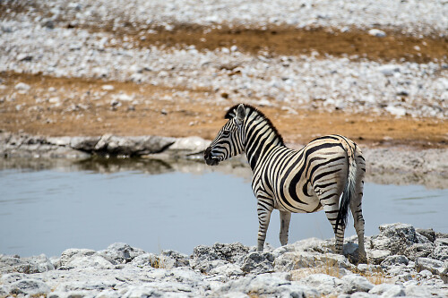 zebra-an-der-wasserstelle-13271.jpeg