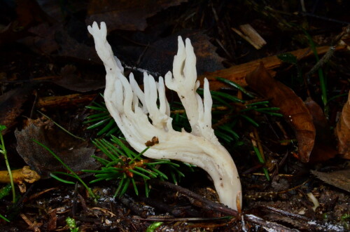runzliger-korallenpilz-13052.jpeg