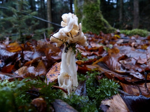 herbstlorchel-13134.jpeg
