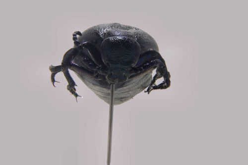 olkafer-meloidae-13318.jpeg