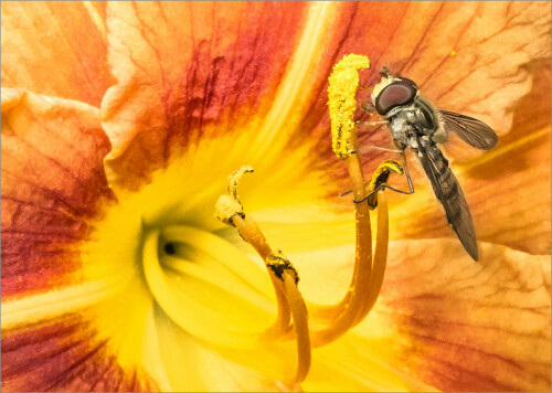 symbiose-1339570ff95d6a71ac9c1.jpeg