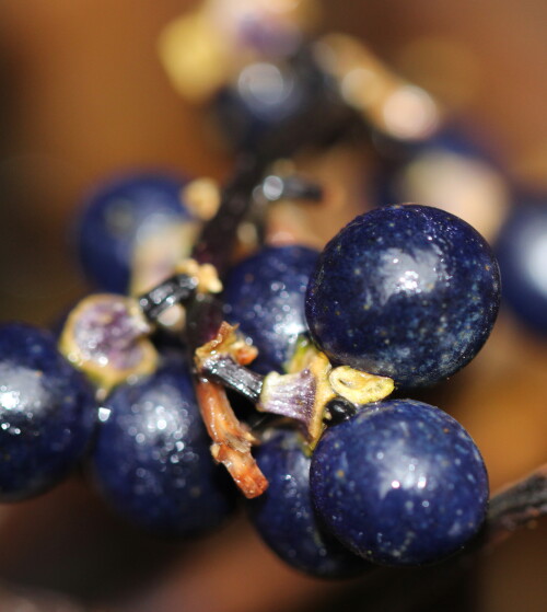winterbeeren-13560.jpeg