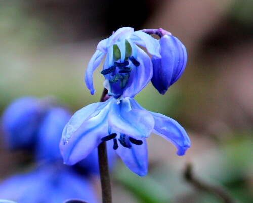 blausternchen-bluht-auf-13684.jpeg