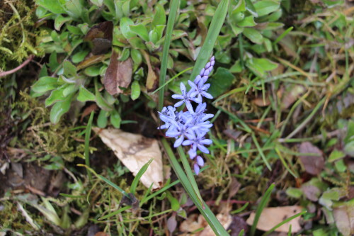 zweiblattriger-blaustern-scilla-bifolia-l-13675.jpeg