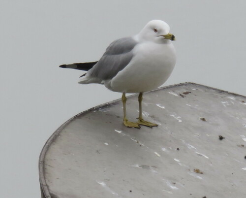 amerikanische-silbermowe-larus-smithsonianus-13739.jpeg