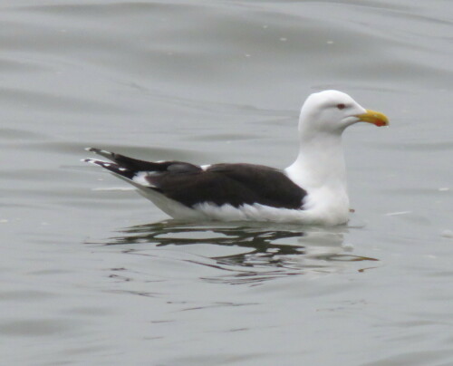 mantelmowe-larus-marianus-13740.jpeg