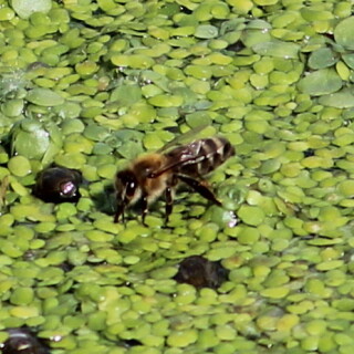 biene-landet-auf-wasserlinsen-und-trinkt-13988.jpeg