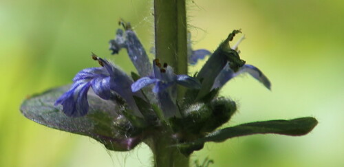 blutenquirl-des-kriechenden-gunsels-ajuga-reptans-13984.jpeg
