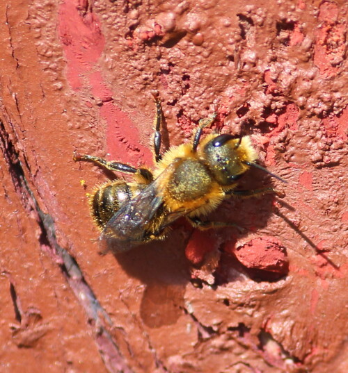 mortelbiene-megachile-versicol-13961.jpeg