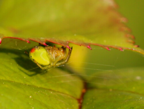 kurbisspinne-araniella-cucurbitina-14043.jpeg