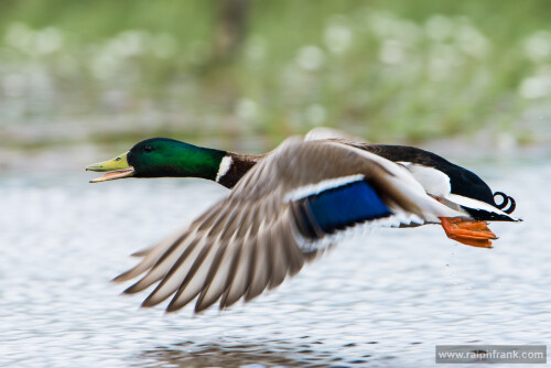 flying-duck-stockente-14082565899a259cf965d.jpeg