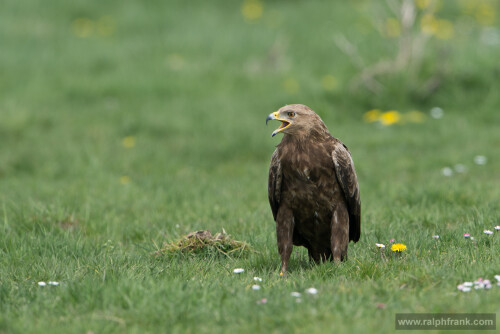 schreiadler-14070720e85332f158c9a.jpeg