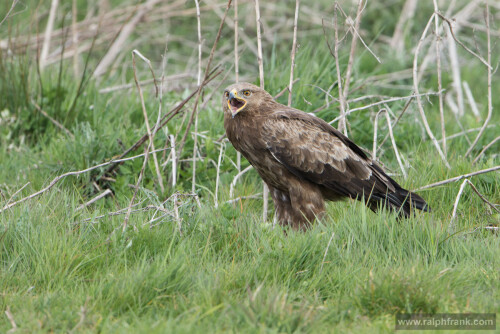 schreiadler-140763ac61667ed27029f.jpeg