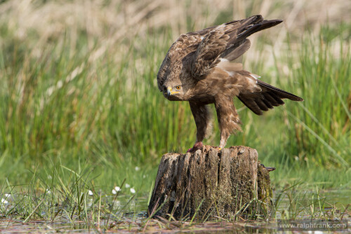 schreiadler-14081daa38fd728e7189c.jpeg