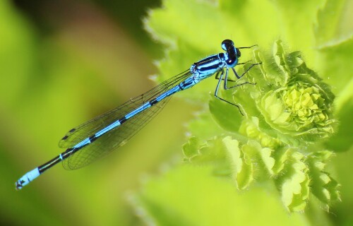blaue-hufeisen-azurjungfer-14643935eba6c2f2f8432.jpeg