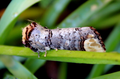 mondvogel-phalera-bucephala-14199.jpeg