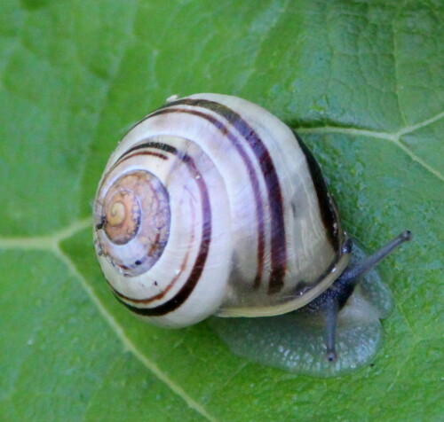 garten-banderschnecke-cepaea-hortensis-14267.jpeg