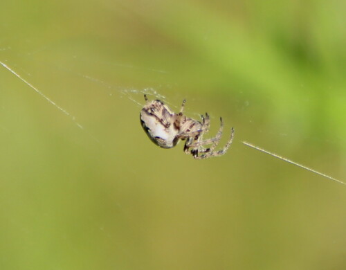 schilfradspinne-nuctenea-cornuta-14351.jpeg