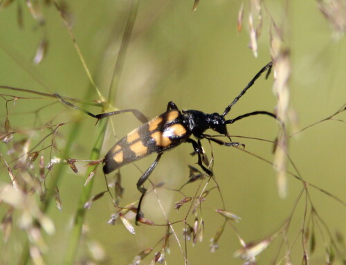vierbindiger-schmalbock-strangalia-quadrifasciata-14355.jpeg