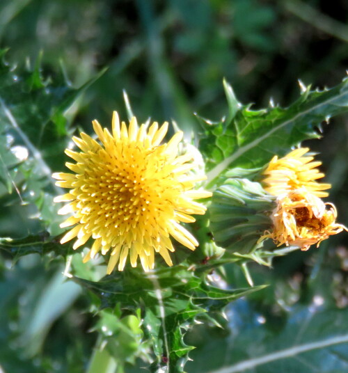 raue-gansedistel-sonchus-asper-14435.jpeg