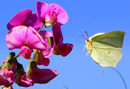 anflug-auf-den-blumen-airport-144449cb719a2f6eca1ab.jpeg