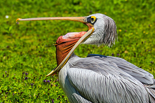 gahnender-pelikan-im-tierpark-hagenbeck-15058.jpeg